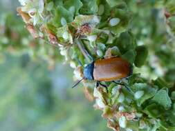 Imagem de <i>Labidostomis taxicornis</i>