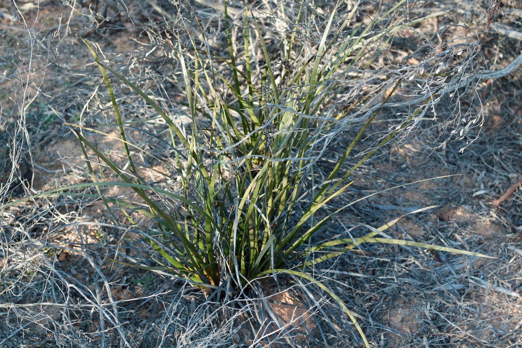 Image of Lepidosperma viscidum R. Br.