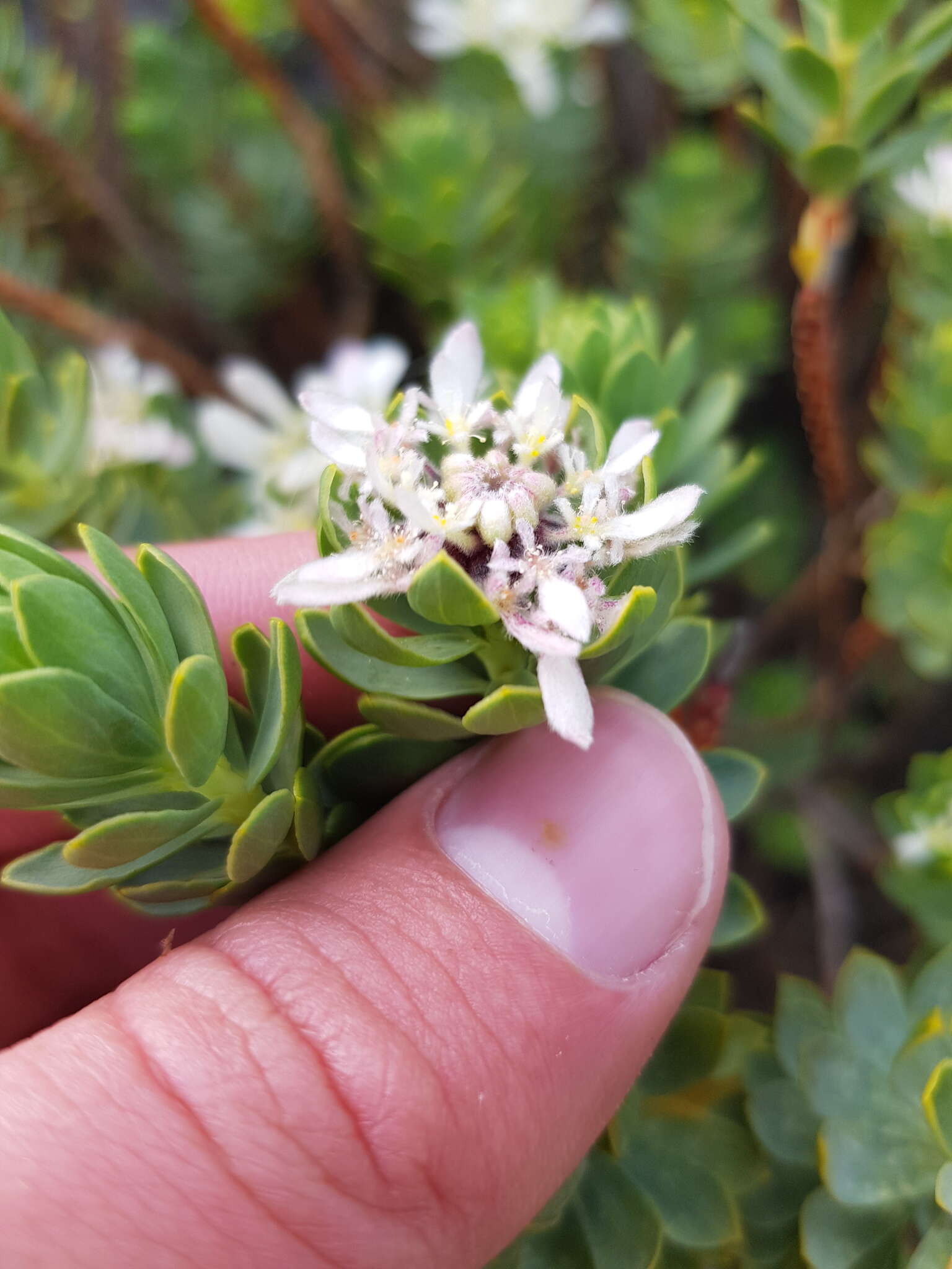 Image of Lachnaea macrantha Meissn.