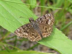 Image of Mottled Duskywing