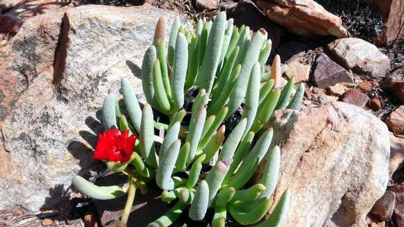 Image of Cephalophyllum alstonii Marloth ex L. Bol.