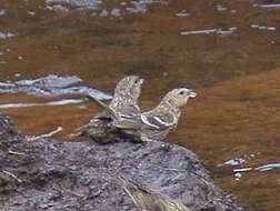 Image of Two-barred Crossbill