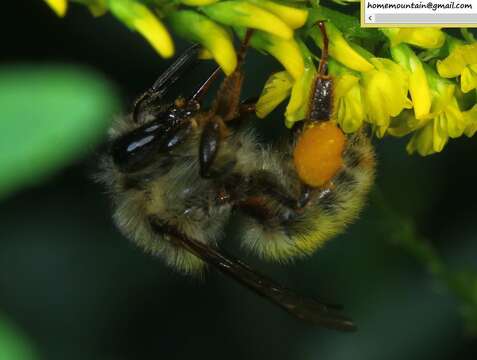 Image of Bombus picipes Richards 1934