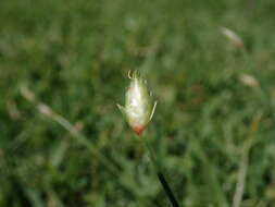 Image of Flat-Spike Sedge