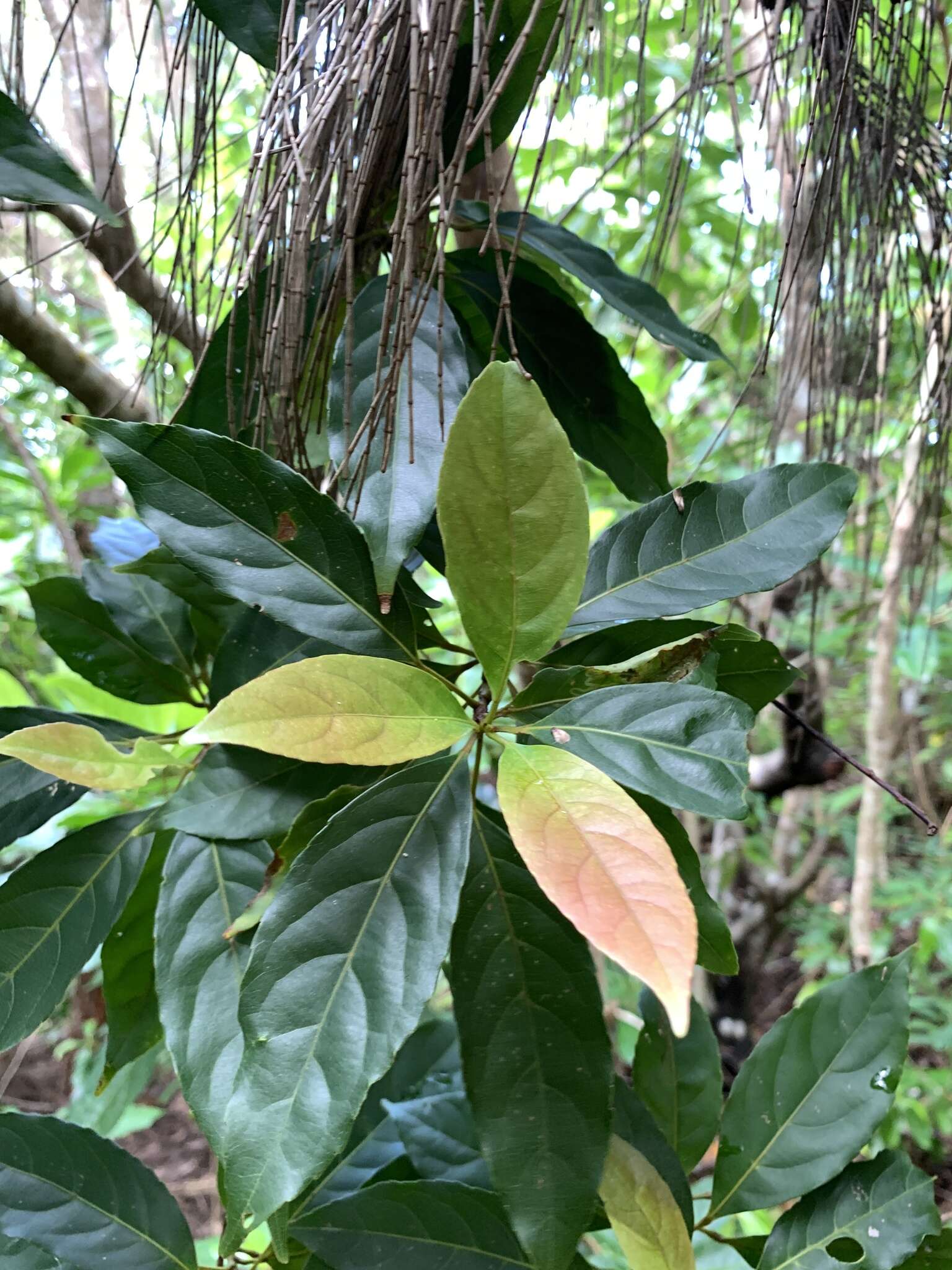 Image of Flowering plant