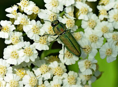 Anthaxia scorzonerae (Frivaldszky 1838) resmi