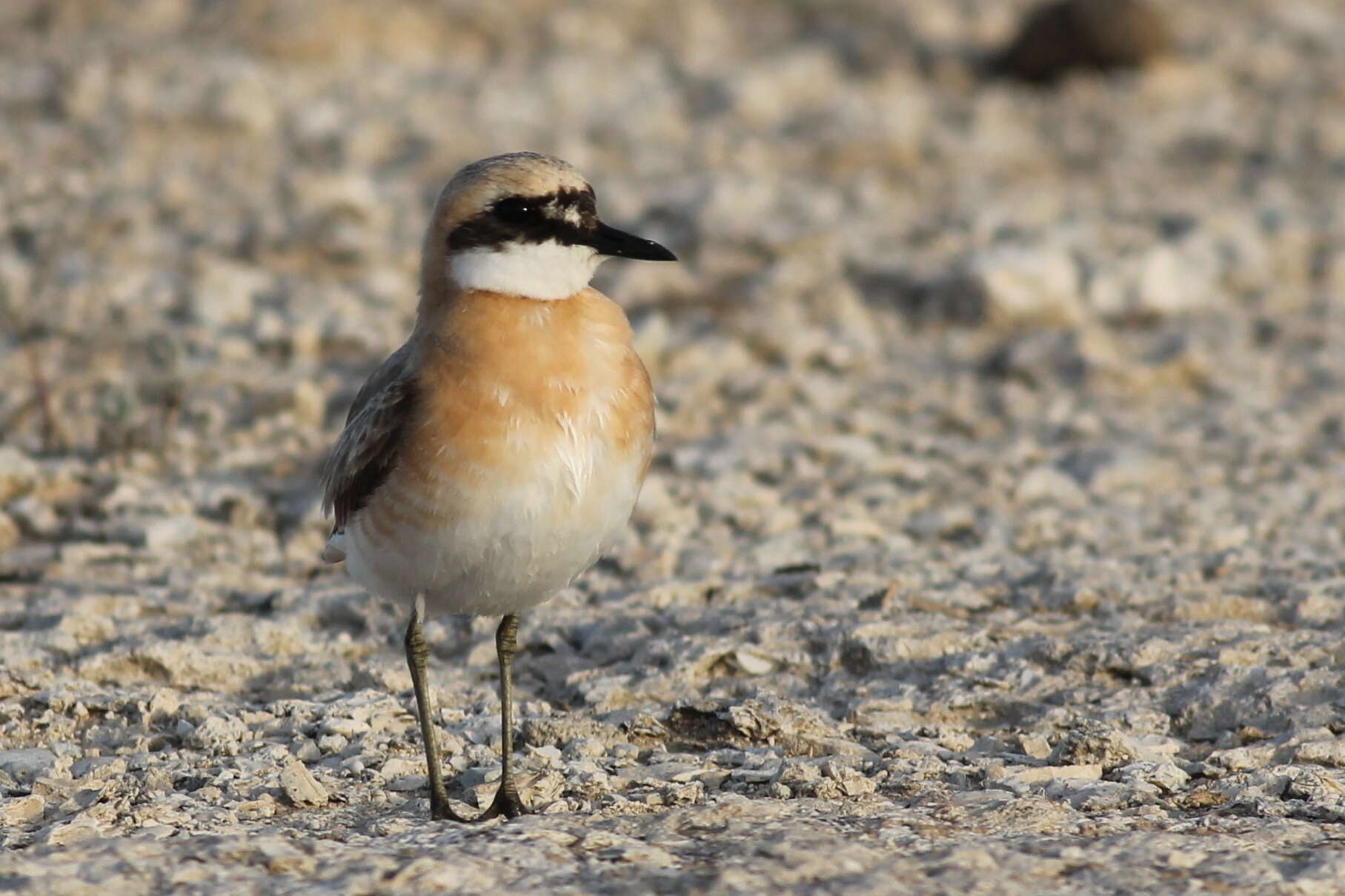 Image of Greater Sand Plover