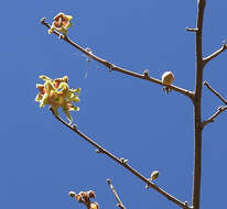 Image of Small-leaved star-chestnut