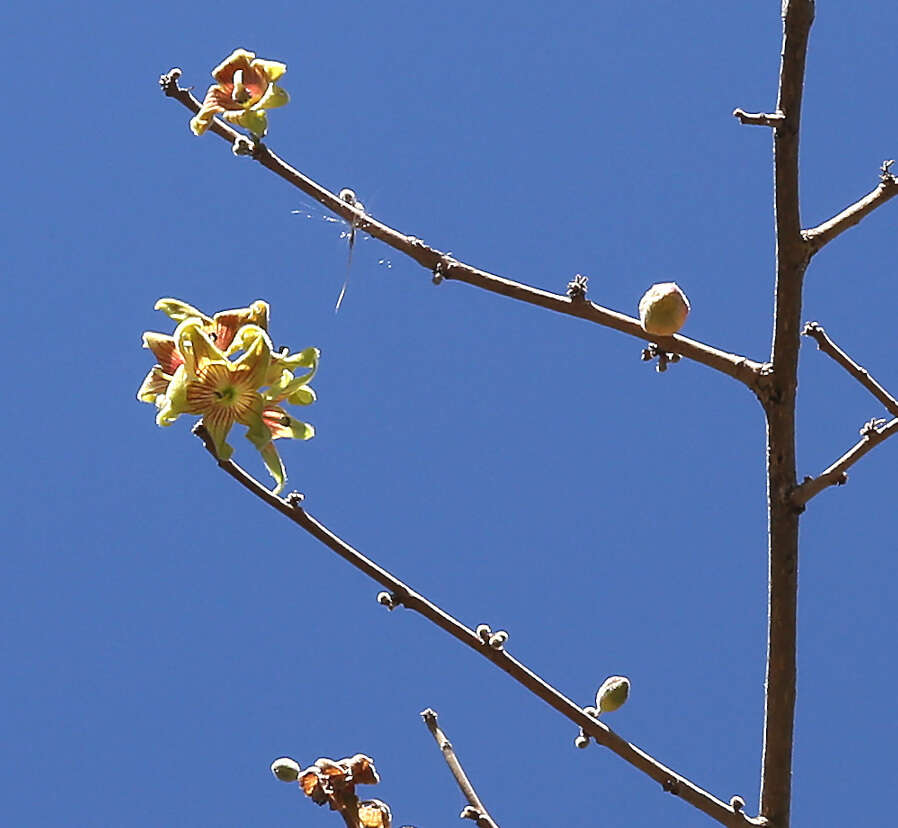 Image of Small-leaved star-chestnut