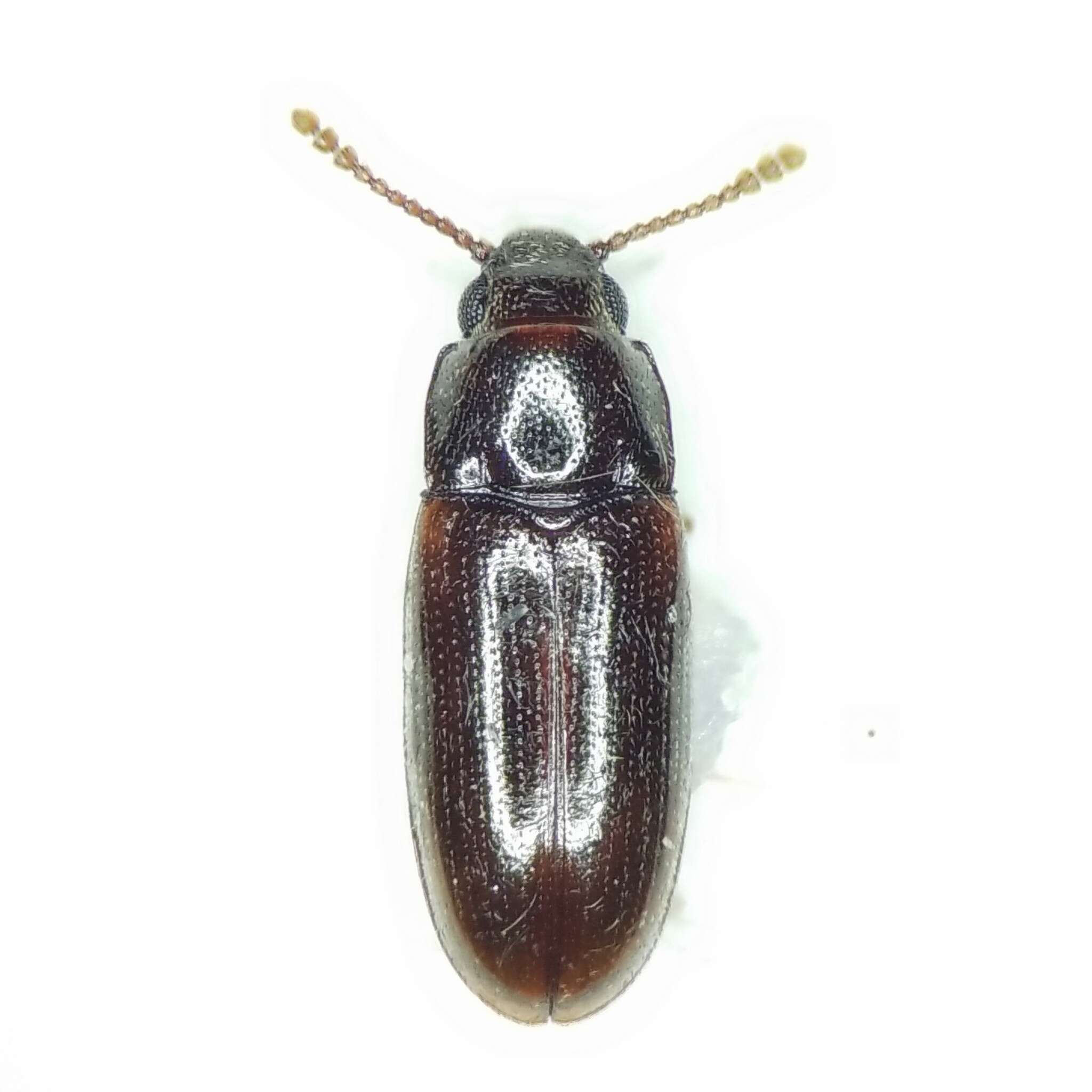 Image of Pharaxonotha kirschii Reitter 1875