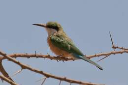Image of Somali Bee-eater