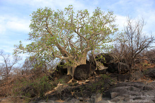 Image of Ficus petiolaris subsp. palmeri (S. Watson) Felger