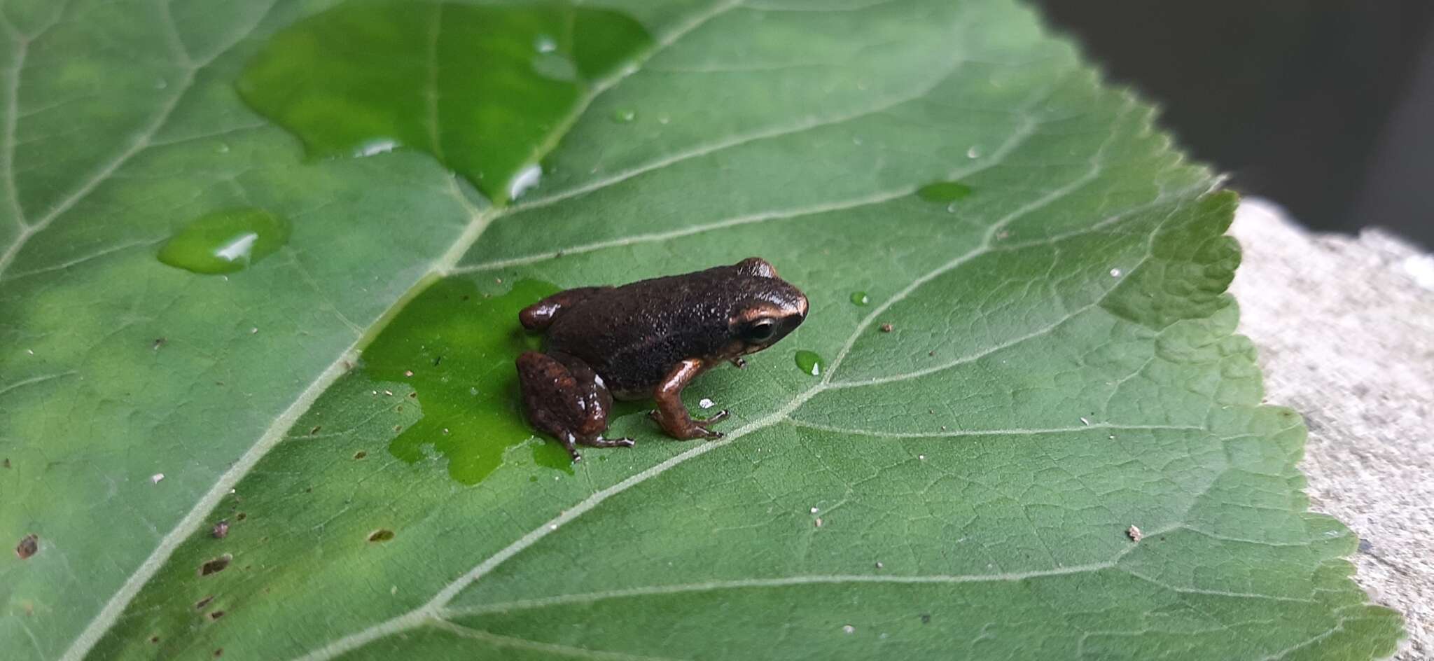 Image of Hyloxalus arliensis Acosta Galvis, Vargas Ramírez, Anganoy-Criollo, Ibarra & Gonzáles 2020