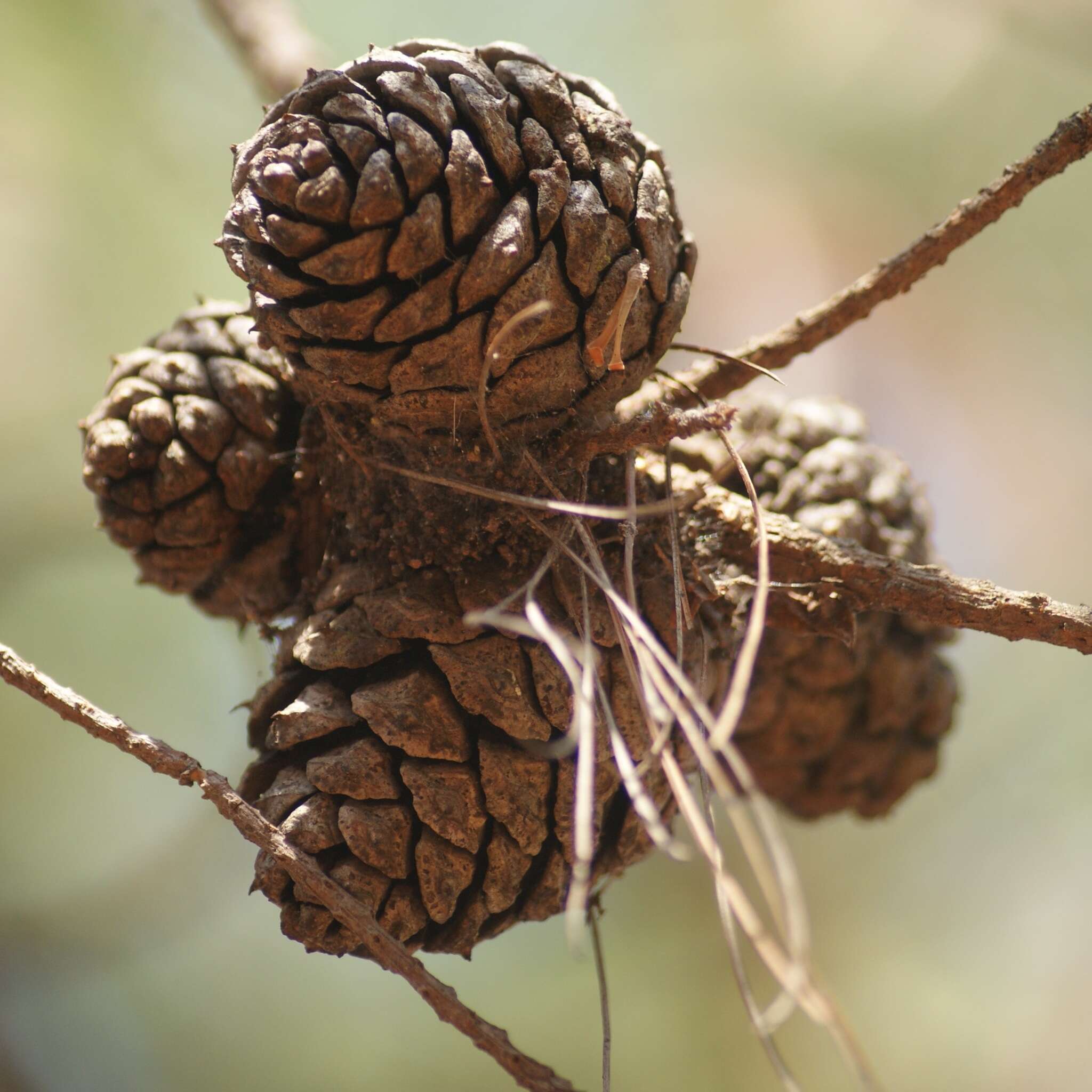 Image of Pinus leiophylla var. leiophylla