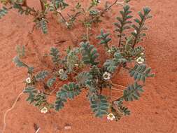 Phacelia ivesiana Torr. resmi