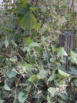 Image of Clematis apiifolia DC.