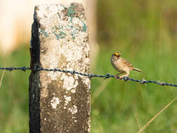 Image of Grassland Sparrow