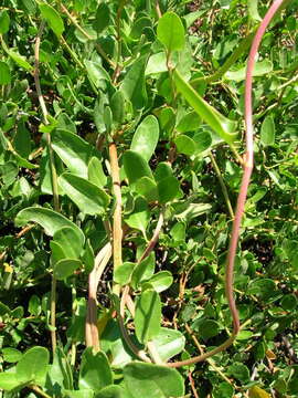 Image of Muehlenbeckia hastulata var. fascicularis (Meisn.) J. Brandbyge