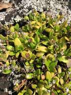 Image of Leptopetalum biflorum (L.) Neupane & N. Wikstr.