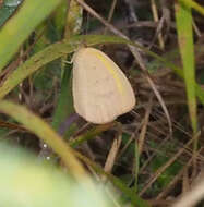 Слика од Eurema herla (Macleay 1826)