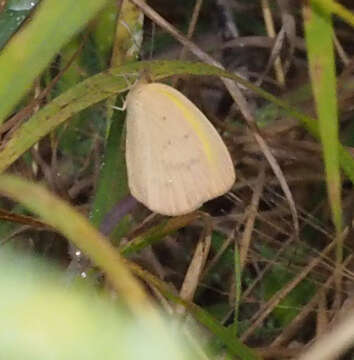 Слика од Eurema herla (Macleay 1826)