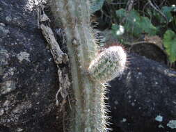 Image of Pilosocereus leucocephalus (Poselg.) Byles & G. D. Rowley