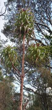 Image of Dracophyllum townsonii Cheeseman