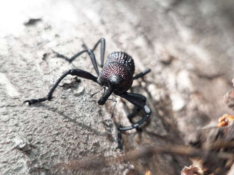 Image of Black tree weevil