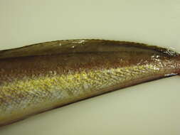 Image of Red hake