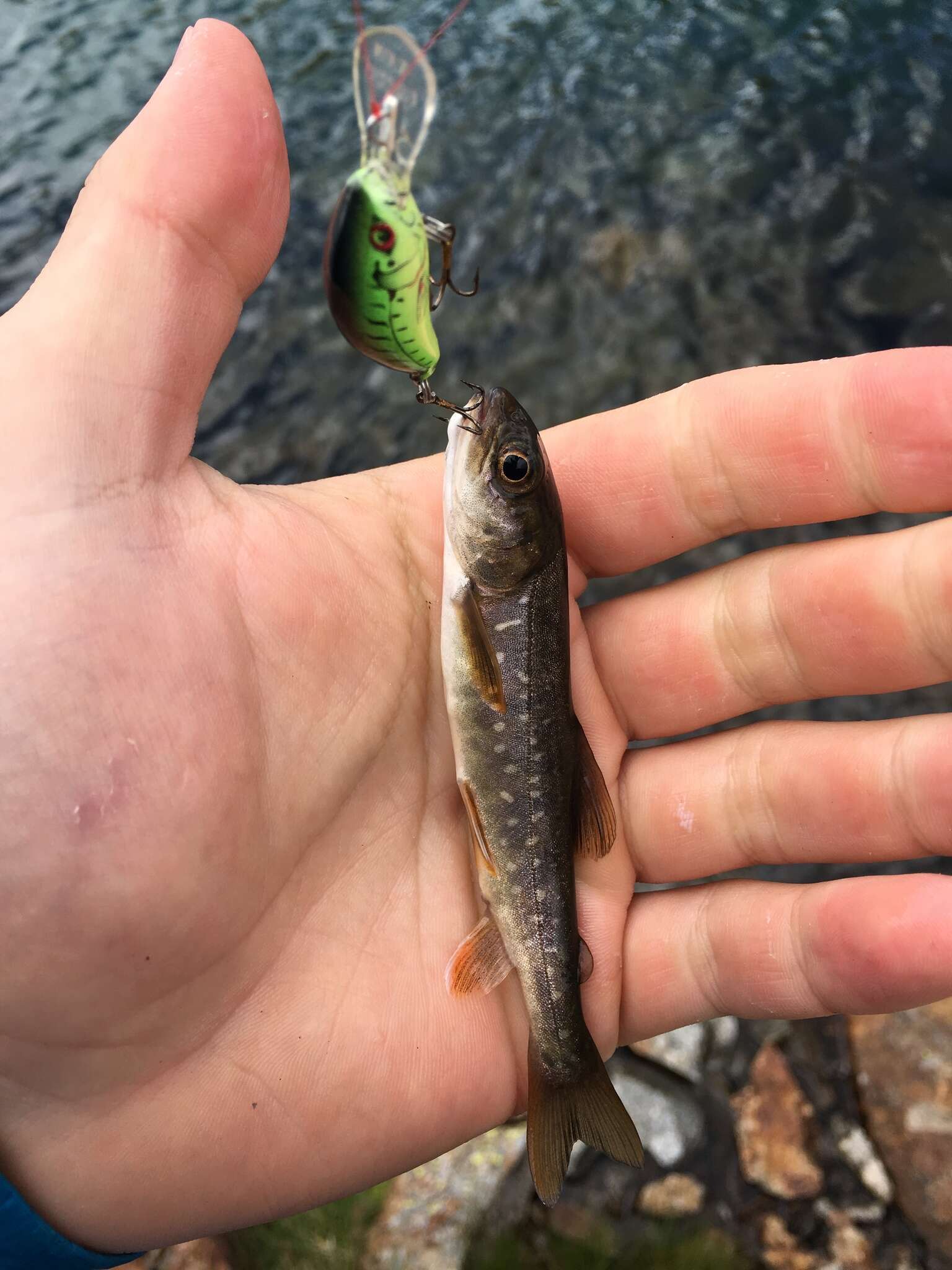 Image of Arctic Char