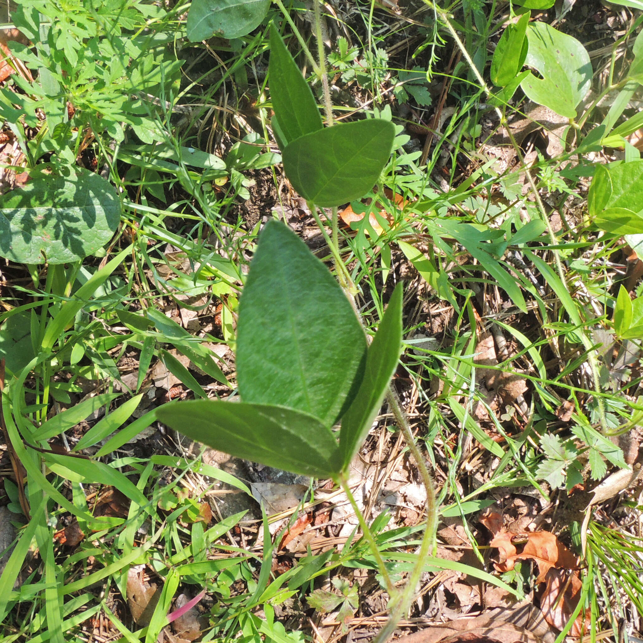 Слика од Strophostyles umbellata (Willd.) Britton