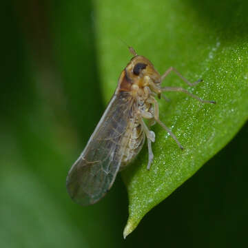 Image of Delphacid planthopper