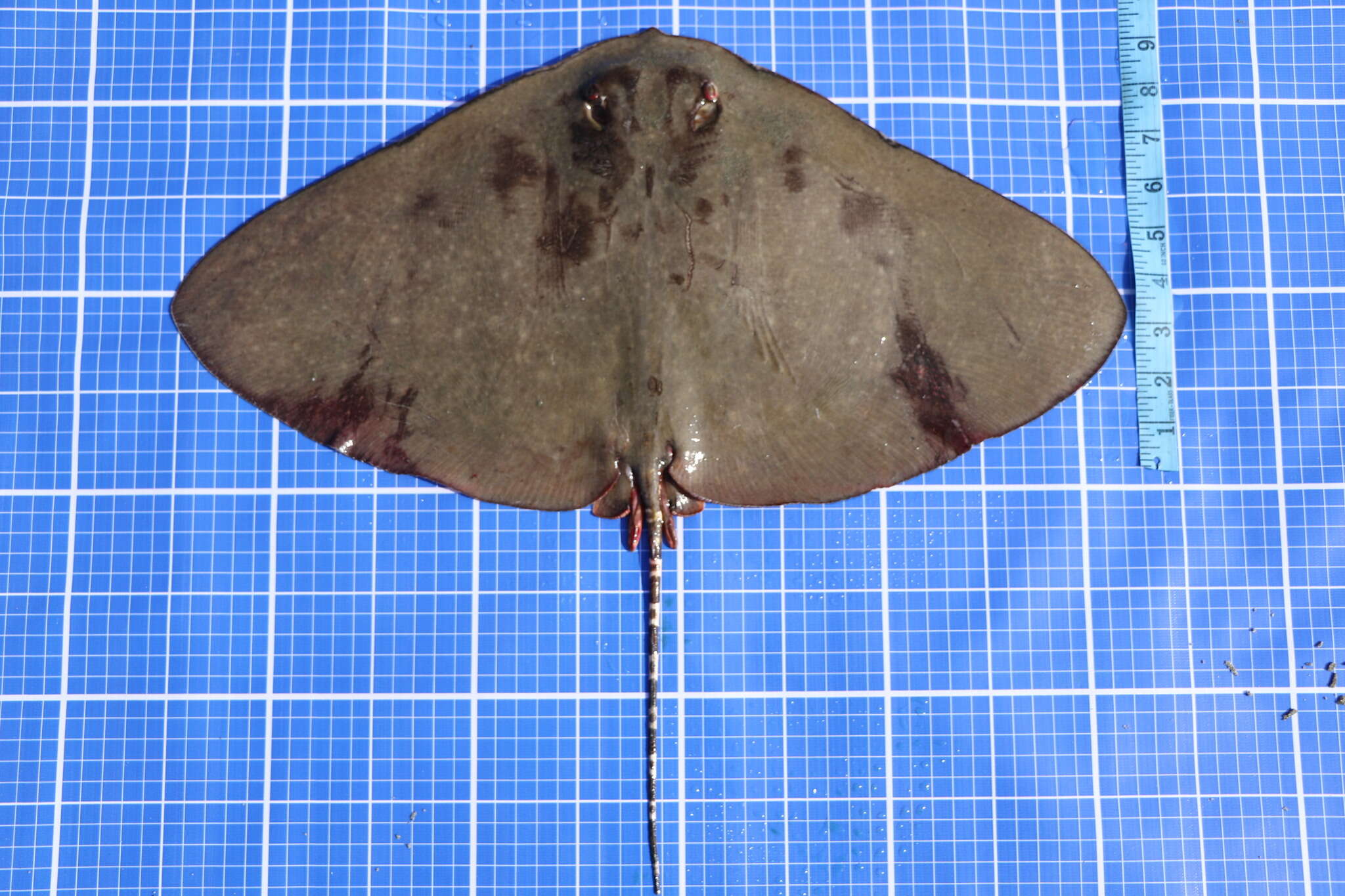 Image of Longtail Butterfly Ray