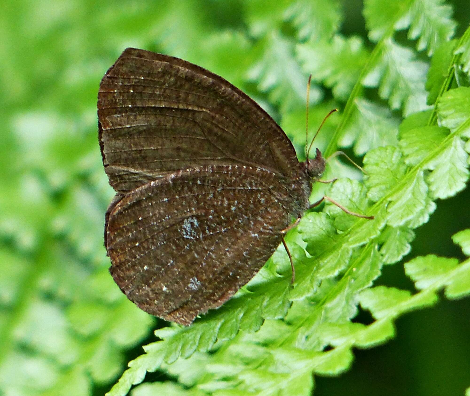 Image of Godartiana muscosa Butler 1870