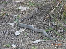 Image of African rock python