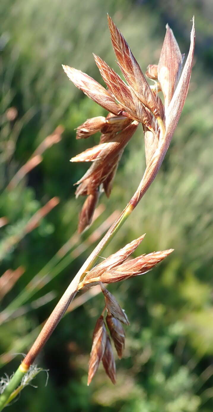 Image of Thamnochortus glaber (Mast.) Pillans