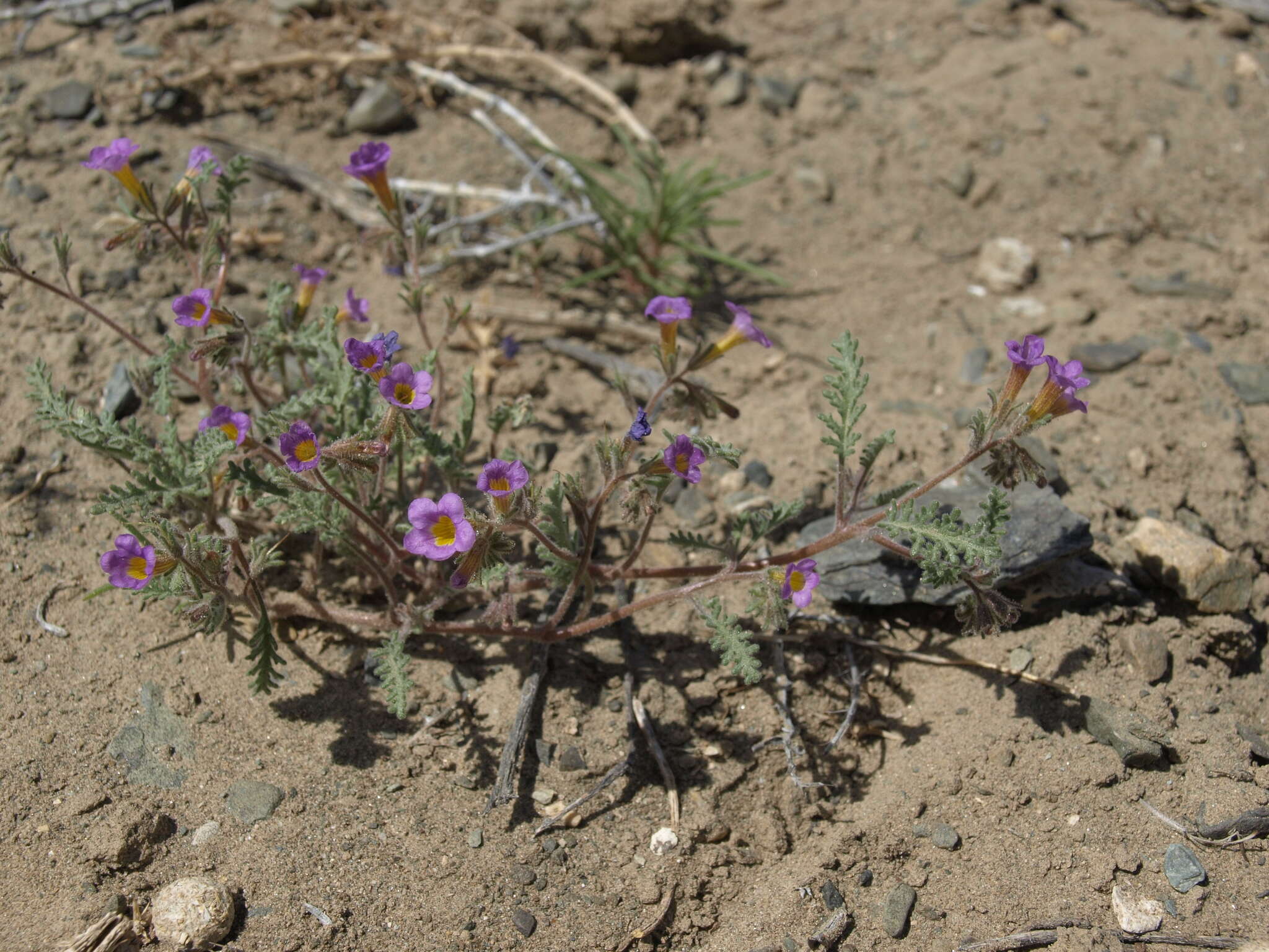 Image of twocolor phacelia