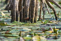 Sivun Jacana jacana jacana (Linnaeus 1766) kuva