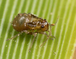 Image of Yucca Plant Bug