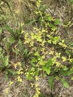 Image of spring avens