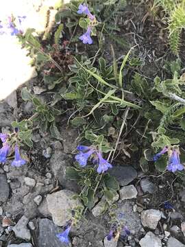 Image of low beardtongue