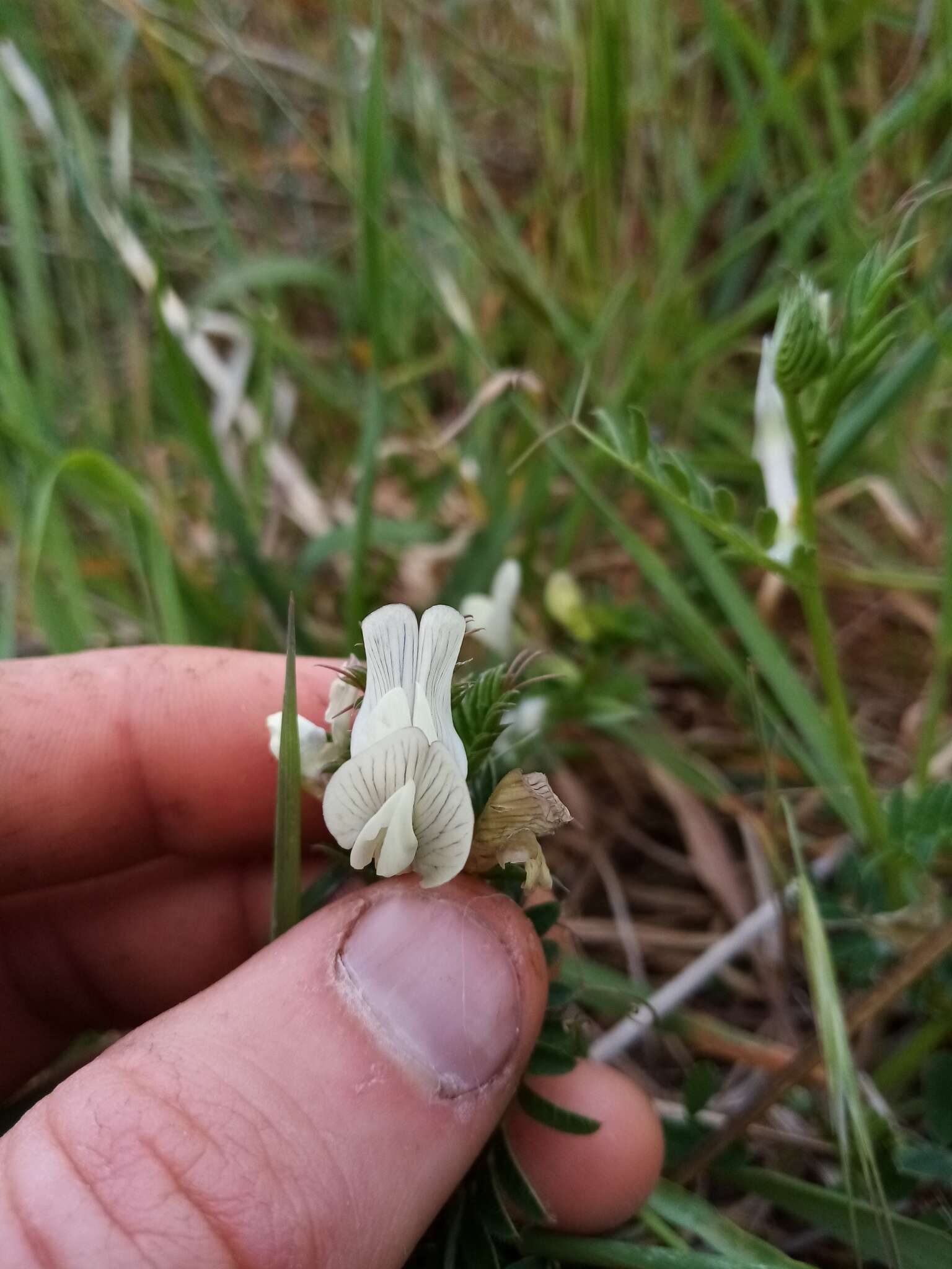 Image of smooth yellow vetch
