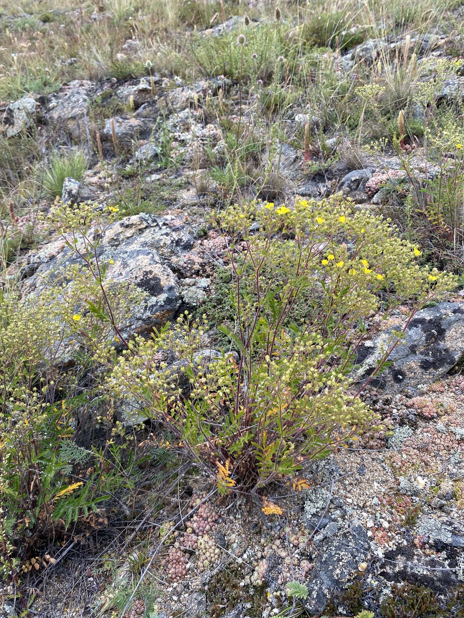 Image of Potentilla tanacetifolia