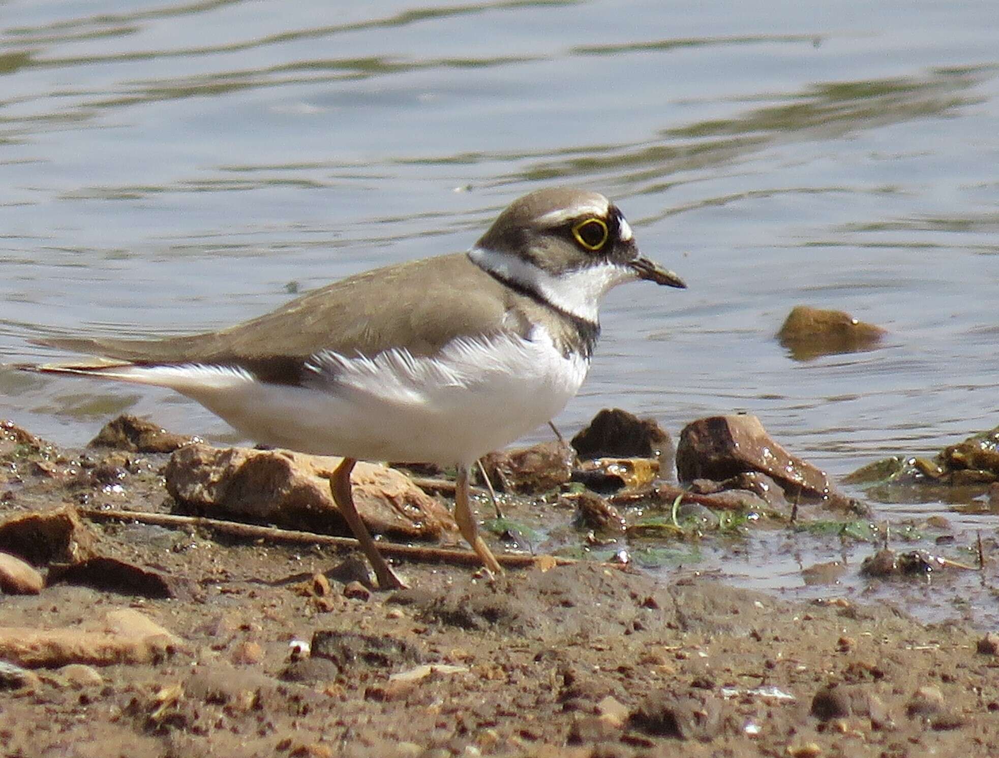 Image de Charadrius dubius curonicus Gmelin & JF 1789