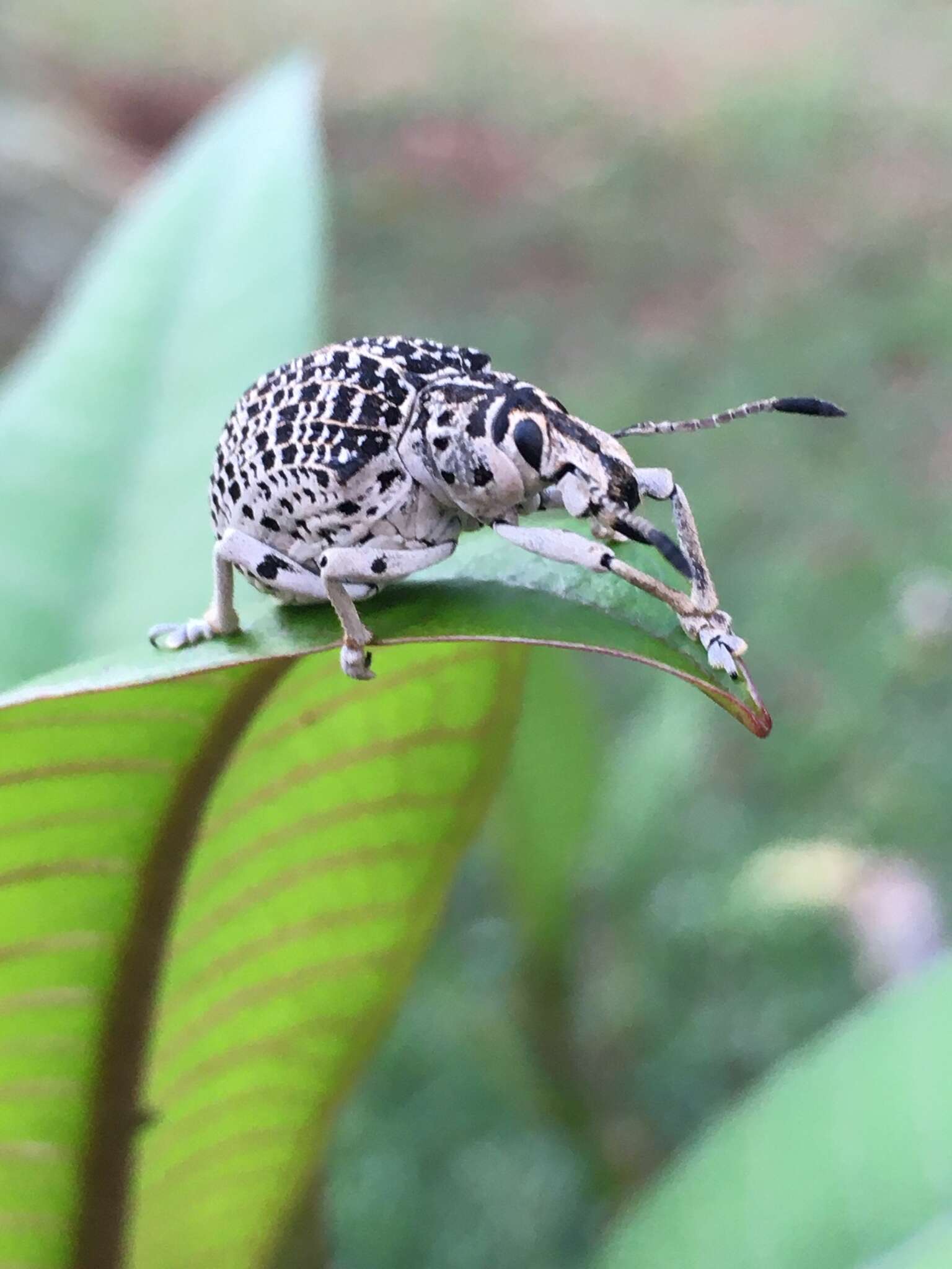 Image of Cydianerus latruncularius (Perty 1832)