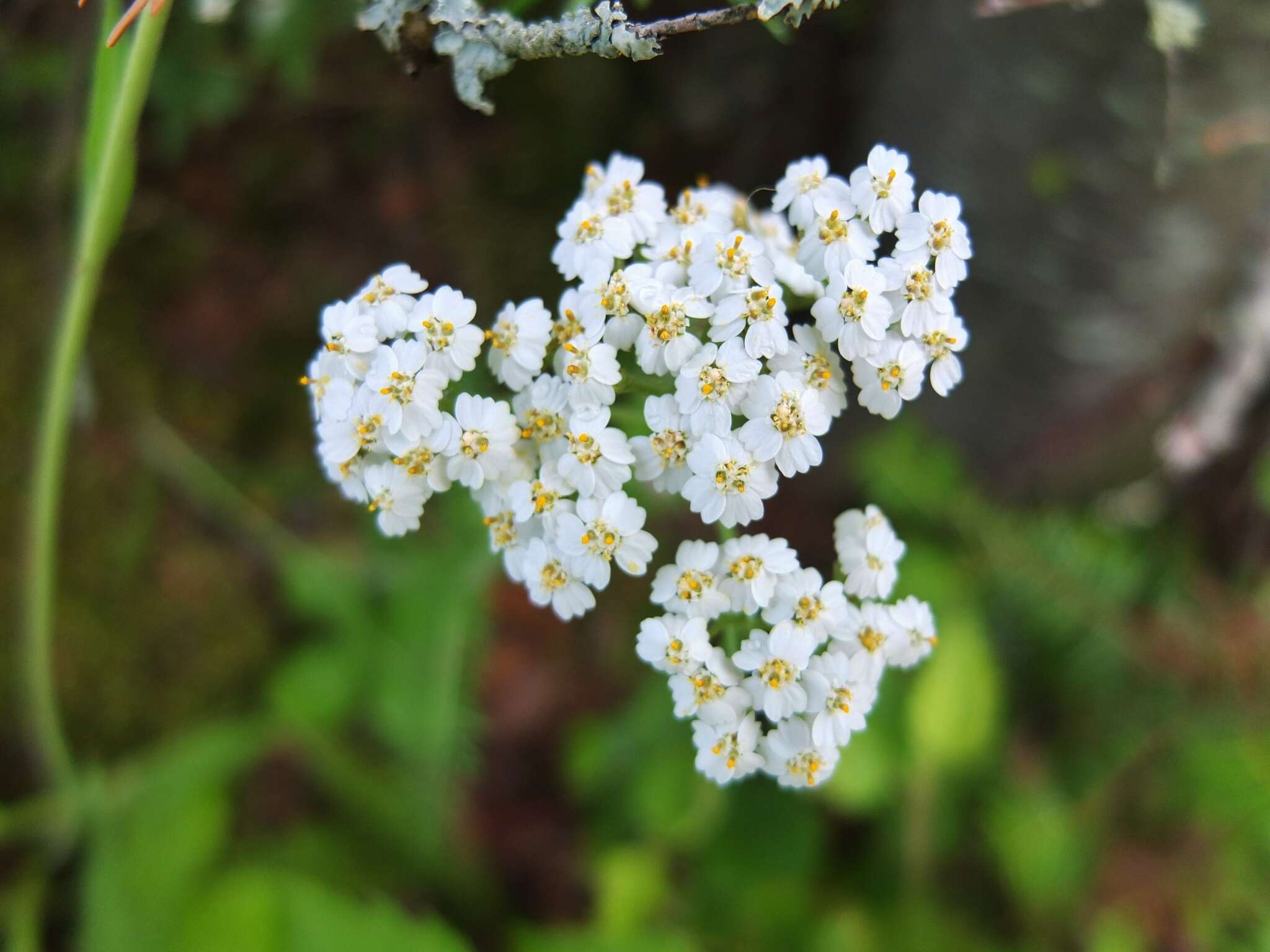 صورة Achillea millefolium var. borealis (Bong.) Farw.