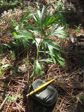 Image of Douglas' sagewort