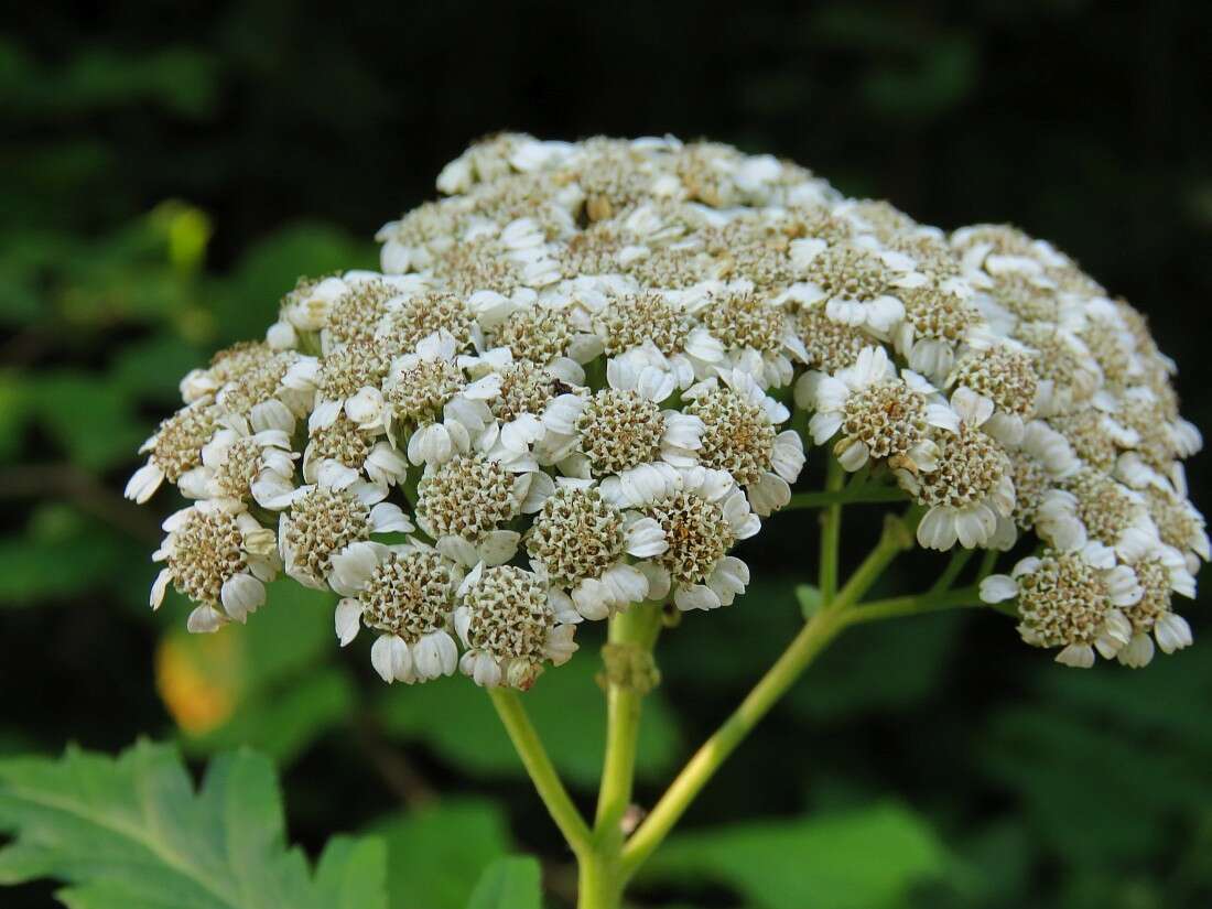 Image of Tanacetum macrophyllum (Waldst. & Kit.) Sch. Bip.