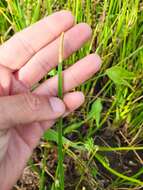 Image of Scallion-Grass