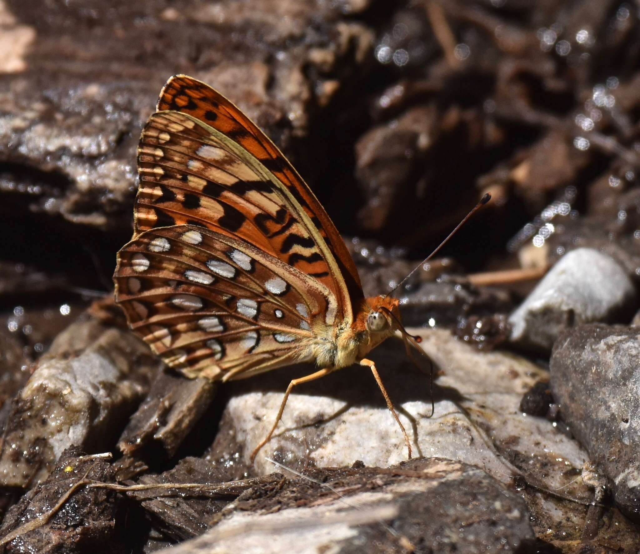 Image of Speyeria coronis carolae Dos Passos & Grey 1942